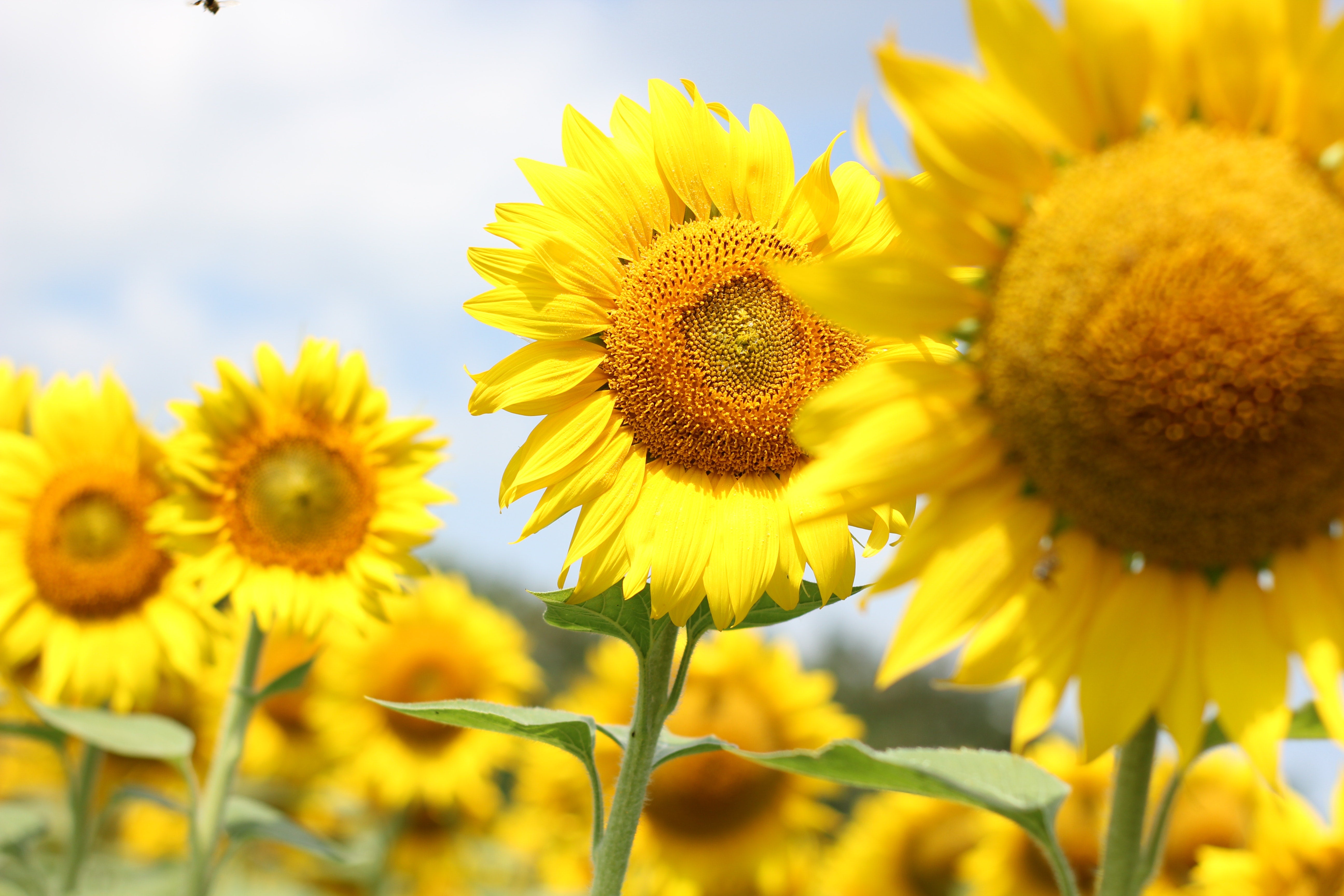 Sunflower